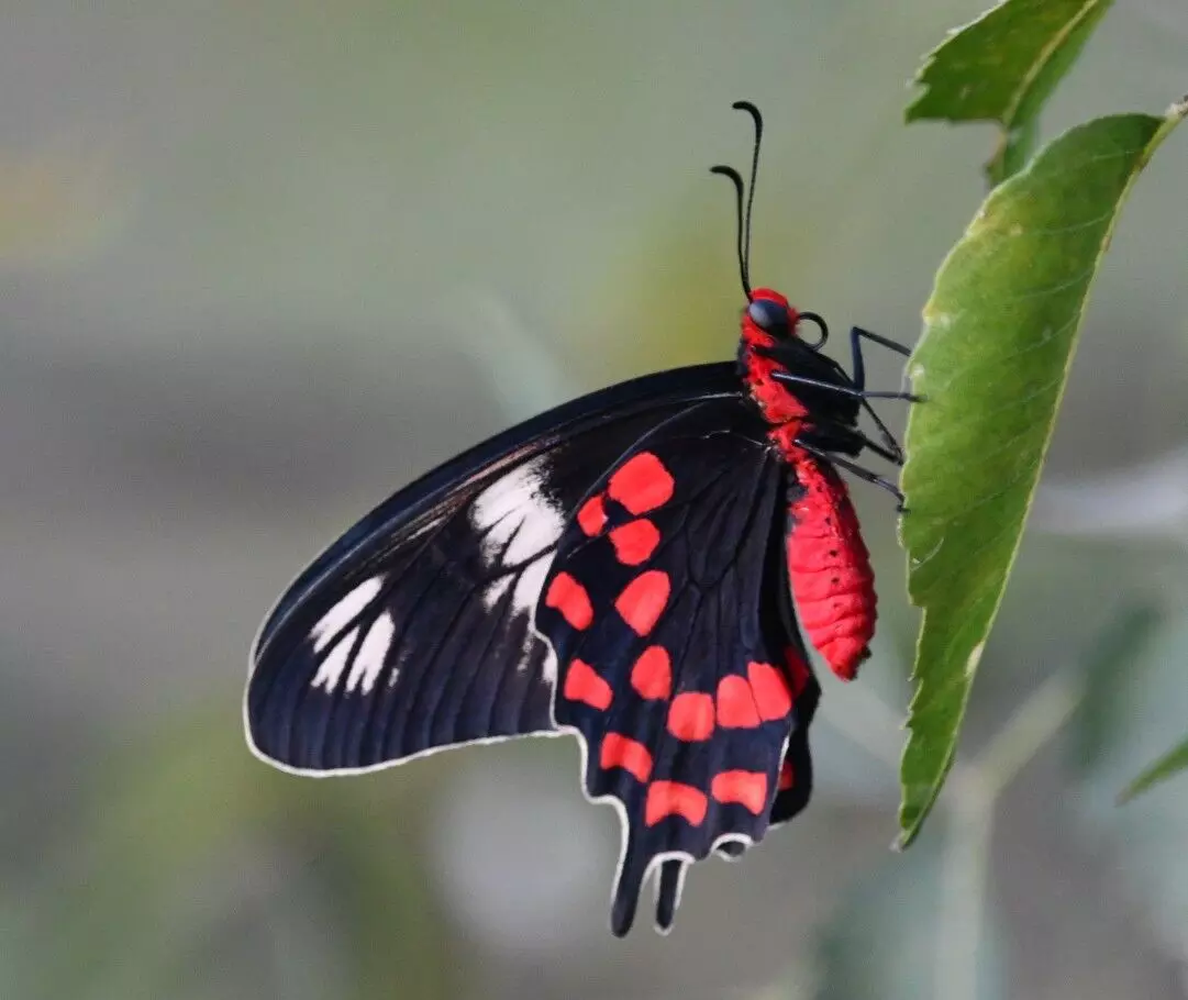 METAMORPHOSIS