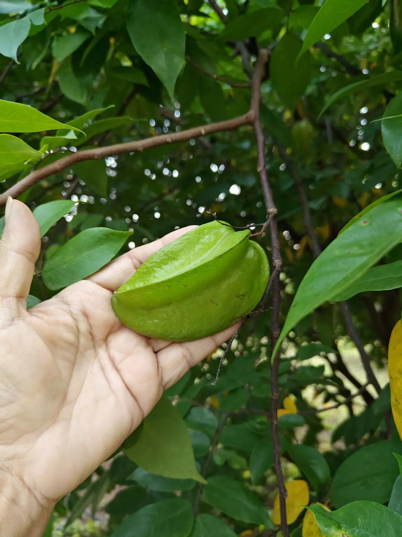 STAR OF THE SHOW – CARAMBOLA OR STAR FRUIT STAR OF THE SHOW – CARAMBOLA OR STAR FRUIT