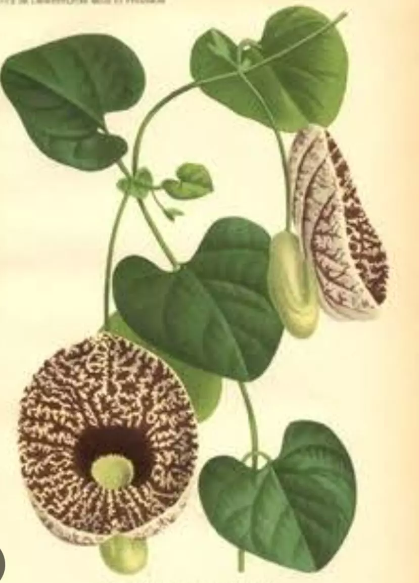 NATURE’S MARVELS